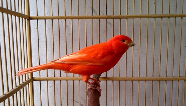 5 Tips Budidaya Burung Kenari