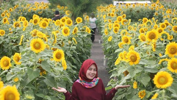 Mencari Spot Foto Menarik untuk Feed IG? Datang Aja ke Kebun Bunga Matahari Jogja