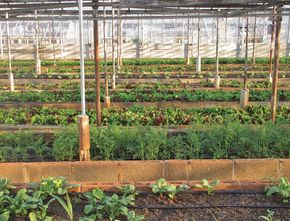 Sadar Pentingnya Ketahanan Pangan, Masyarakat Kota Semarang Makin Getol Urban Farming