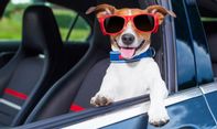 Tips Agar Mobilmu Nyaman dan Dicintai Anjing Peliharaan