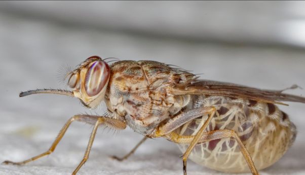 Kenapa Lalat Tsetse Bisa Sebabkan Penyakit Tidur di Afrika?