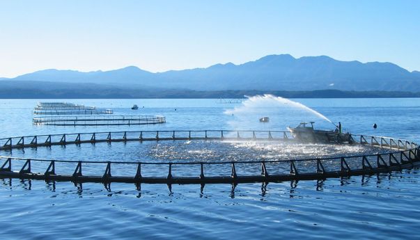 Belajar Ternak Salmon di Salah Satu Tempat Budi Daya Salmon Terbesar Dunia
