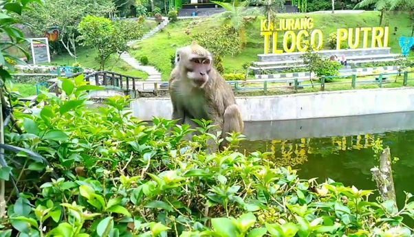 Meski Aktivitas Gunung Merapi Meningkat, Perilaku Satwa Merapi Masih Normal