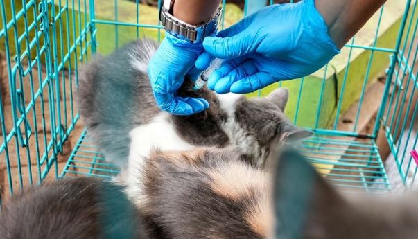 Kepala BNPB Targetkan NTT Bebas Rabies pada Desember Tahun Ini