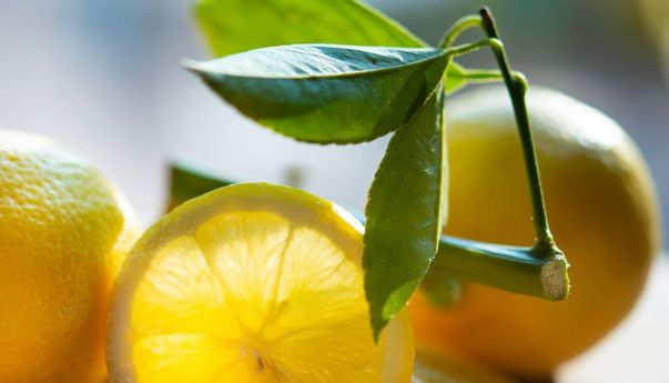 Cara Mudah Memilih Lemon Matang yang Siap Dikonsumsi