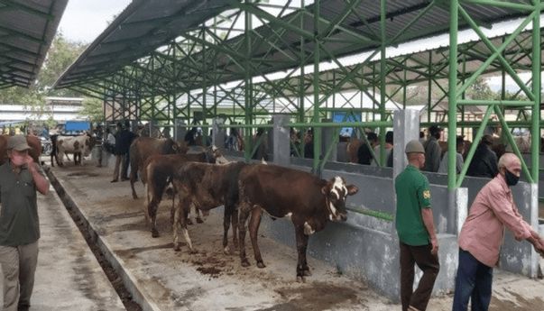Berita Seputar Jogja: Anggota Komisi II DPRD Kulon Progo Harap Masyarakat Tidak Was-Was Beli Hewan Kurban