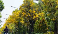 Bunga Sakura... eh Bunga Tabebuya Kembali Mekar di Surabaya