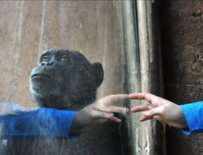 Kisah Cinta Terlarang antara Chita dan Adie Bikin Pengelola Kebun Binatang Turun Tangan