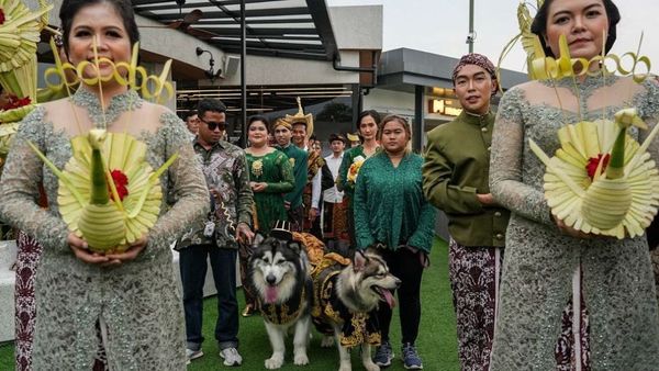 Disbud DIY Kecam Pernikahan Mewah Anjing Pakai Adat Jawa yang Viral di Medsos