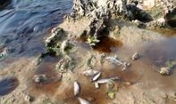 Ribuan Ikan Bengawan Solo Pada "Mabok-mabokan", Habitat Terancam Rusak
