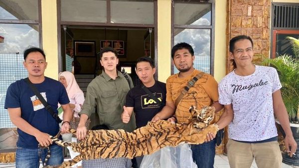 Polisi Gagalkan Penjualan Kulit Harimau di Sebuah Hotel di Kerinci Jambi