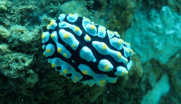Mengintip Keindahan Biota Laut di Pantai Celukan Bawang Bali