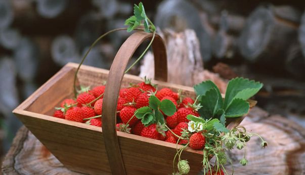 Nikmati Liburan di Pondok Strawberry Pacet