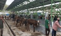 Berita Seputar Jogja: Cerita Pedagang di PHTP Kulon Progo, Tolak Lengkapi SKSH Hewan Kurban