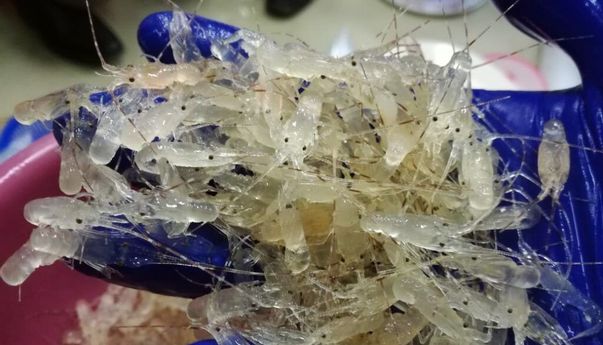 Mengejutkan! DJBC Cegah Ekspor Benih Bening Lobster, DPR Beri Dukungan