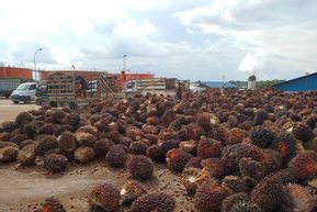 Energi Terbarukan Berbasis Limbah Sawit, Muba dan Kadin Sumsel Ukir Sejarah Baru