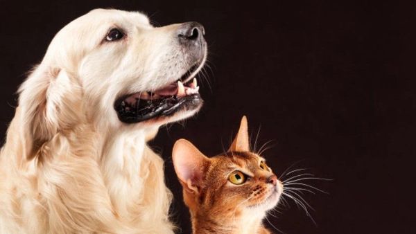 Penjelasan Ilmiah Soal Kucing dan Anjing yang Katanya Bisa Melihat Hantu, Benarkah?