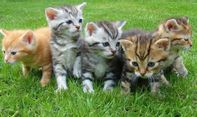 Jadi Hewan Kesayangan Nabi Muhammad, Apakah Air Liur Kucing Najis? Begini Jawabannya