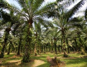 Petani Kelapa Sawit Riau Dapat Dana Hibah Rp720 Juta
