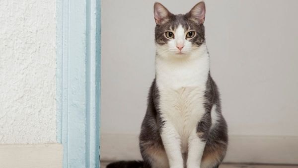 Katanya Kucing Dua Warna atau Tuxedo Cat Setia dan Pintar, Benarkah?