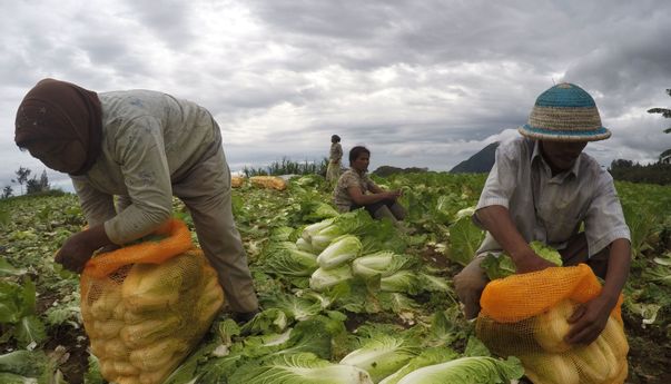 Berita Jateng: Harga Sayuran di Magelang Anjlok, Petani Tetap Bersyukur