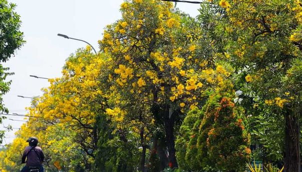 Bunga Sakura... eh Bunga Tabebuya Kembali Mekar di Surabaya