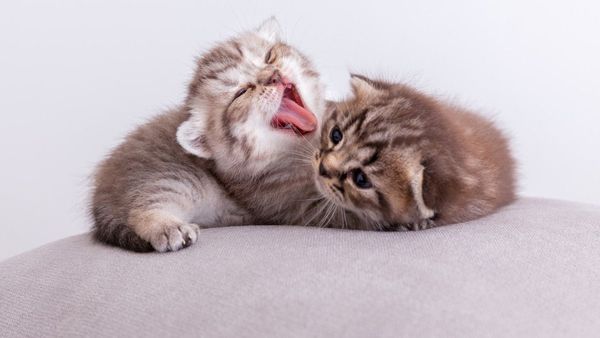 Adopsi Anak Kucing? Ikut 7 Cara Merawatnya Agar Bertahan Hidup dan Sehat