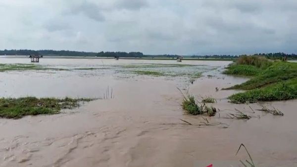 6.915 Hektare Sawah di Lampung Selatan Terendam Banjir, Petani Terancam Gagal Panen