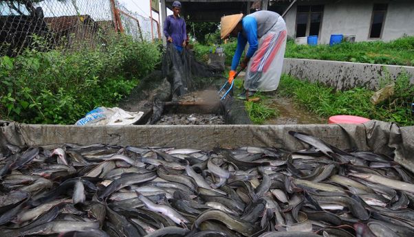 Mengenal “Simbiofish”, Usaha Ternak Lele di Tengah Pandemi Corona