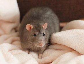 Temuan Virus Corona Baru di Swedia: Peneliti Ungkap Tikus Punggung Merah Jadi Penyebabnya