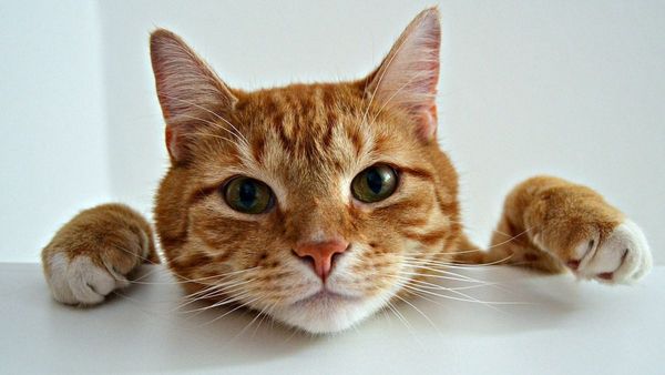Seperti Manusia Suasana Hati Kucing Tercermin dari Mata, Ketahui Tanda Anabul Bahagia