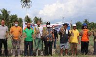 Sebelum Ditangkap KPK, M Syahrial Masih Sempat Panen Bawang Merah