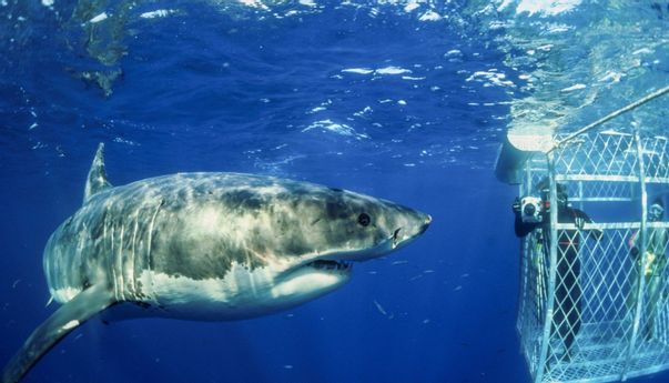 Wisata Ekstrem Dunia Pemacu Adrenalin, Berani Coba?