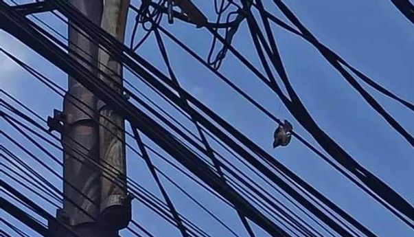 Viral Damkar Selamatkan Burung Gereja, Netizen: Petugas Kaya Gini yang Layak Jadi PNS
