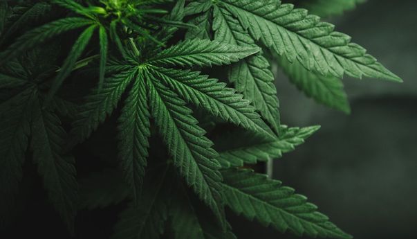 Luar Biasa! PBB Cabut Ganja dari Daftar Narkotika Berbahaya