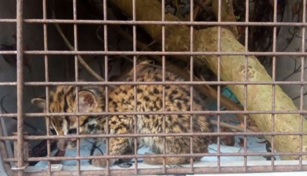 Polisi Ungkap Sindikat Penjualan Satwa Liar Dilindungi di Garut, Satu Pelaku Berhasil Ditangkap