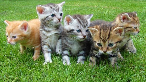 Ketahui Cara Menjaga Kesehatan Kucing Peliharaan Agar Tak Rentan Sakit Saat Pancaroba