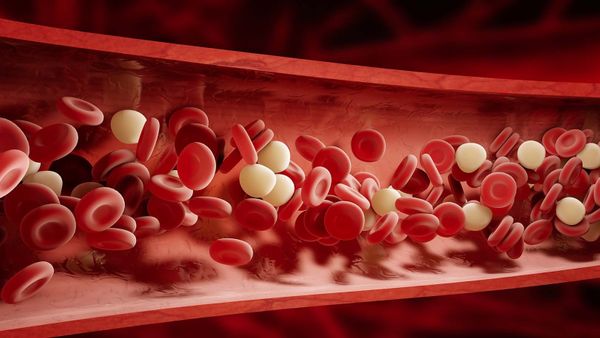 Penjelasan Lengkap Perbedaan Peredaran Darah Kecil dan Peredaran Darah Besar