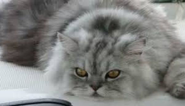 Pecinta Kucing Wajib Baca! Begini Ciri Kucing Anggora Asli