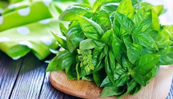 Manfaat Daun Kemangi untuk Berbagai Penyakit