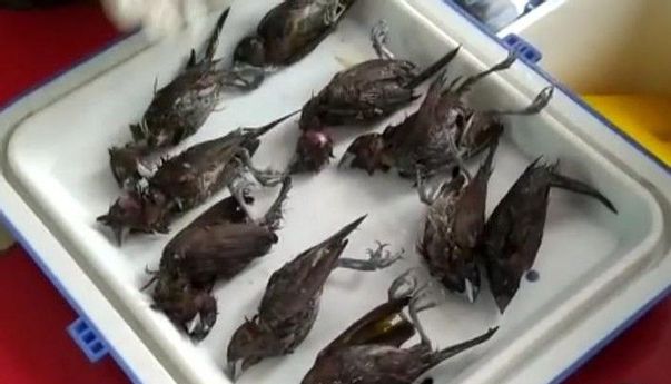 Burung Pipit Mati Massal di Balai Kota Cirebon, Ini Hasil Uji Labnya