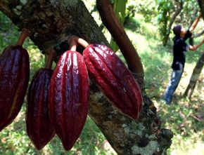 Indonesia adalah Negara Penghasil Kakao Terbesar di Dunia, Apakah Benar?