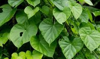 Kandungan Daun Brotowali yang Ampuh Sembuhkan Penyakit Kulit