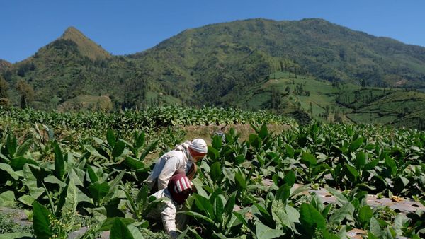 Berita Jateng: APTI Jawa Tengah Sebut Pemerintah Tak Konsisten Pikirkan Nasib Petani Tembakau
