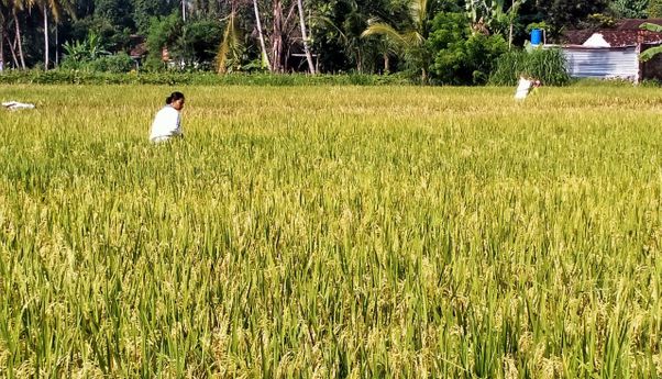 Pemkab Sleman Imbau Petani Segera Tanam Padi