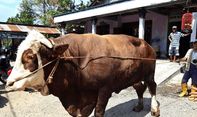 Berita Seputar Jateng: Tak Ada Rahasia Khusus, Ini Makanan Sehari-hari Sapi Jumbo Rp 75 Juta di Magelang