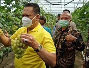 Luar Biasa! Ketua MPR Resmikan Jogja Anggur di Bantul, Agrowisata Penekan Laju Impor