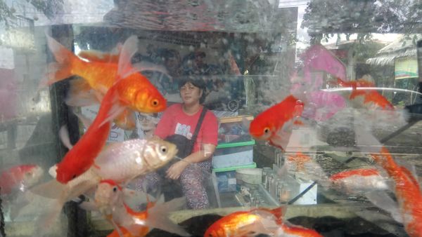 Mudah! Ekspor Ikan Hias Indonesia ke China kini Tidak Berbelit-Belit