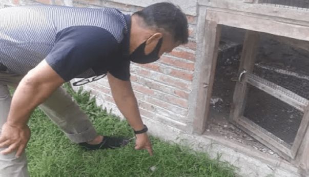8 Ekor Burung Nuri Senilai Rp 50 Juta Hilang Digondol Maling, Pelaku Tinggalkan Sepasang Sandal Jepit