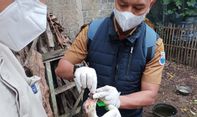 Puluhan Unggas di Cimahi Mati Mendadak karena Flu Burung, Vaksinasi Massal Bakal Secepatnya Dilakukan